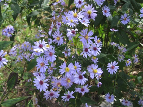 A fall aster, a forest understory flower
